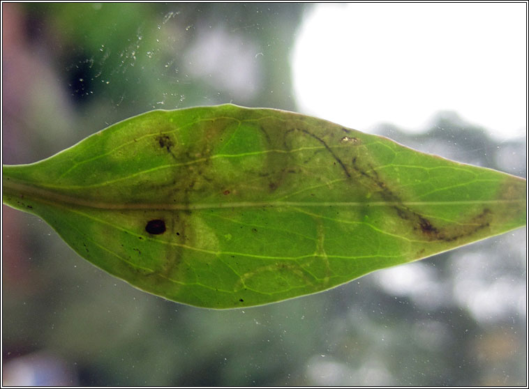 Liriomyza valerianae