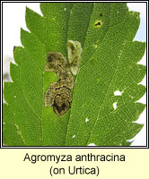 Agromyza anthracina