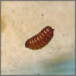 Agromyza filipendulae