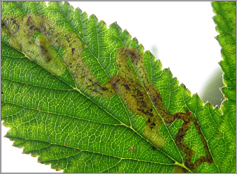 Agromyza filipendulae