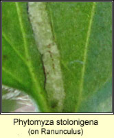 Phytomyza stolonigena