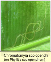 Chromatomyia scolopendri