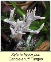 Xylaria hypoxylon, Candle-snuff fungus