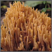 Upright Coral, Ramaria stricta