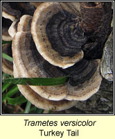 Trametes versicolor, Turkey Tail