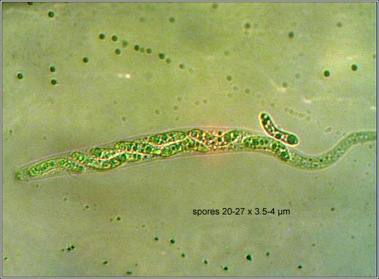 Lasiosphaeria spermoides