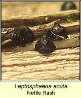 Leptosphaeria acuta, Nettle Rash