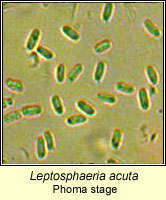 Leptosphaeria acuta, Phoma stage