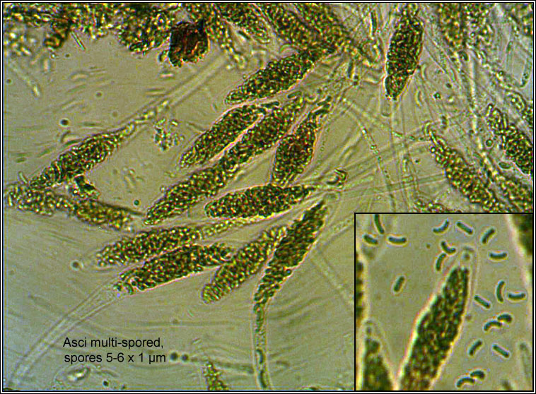 Diatrypella favacea, asci and spores