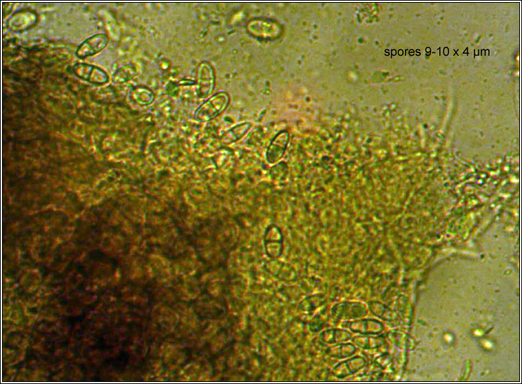 Nectria aquifolii, spores