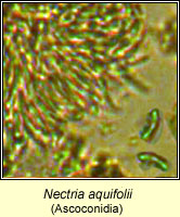 Nectria aquifolii