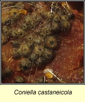 Coniella castaneicola