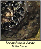 Kretzschmaria deusta
