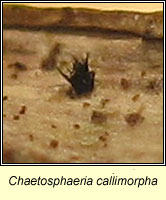 Chaetosphaeria callimorpha