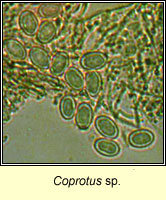 Coprotus