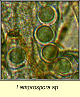 Lamprospora polytrichi