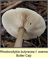Rhodocollybia butyracea f asema, Butter Cap