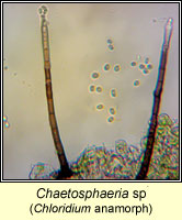Chaetosphaeria sp, anamorph