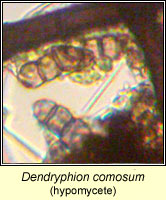 Dendryphion comosum