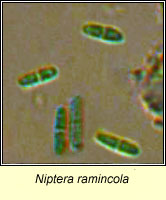 Niptera ramincola