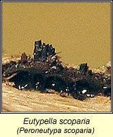 Eutypella scoparia