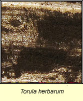 Torula herbarum