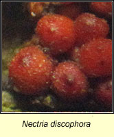 Nectria discophora
