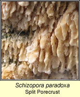 Schizopora paradoxa, Split Porecrust