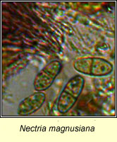 Nectria magnusiana