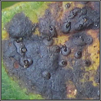 Rhytisma acerinum, Tar-spot fungus