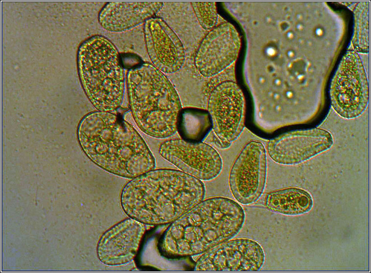 Coleosporium tussilaginis