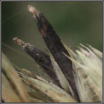 Claviceps purpurea, Ergot