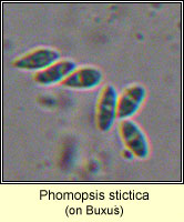Phomopsis stictica