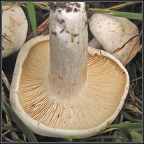 Calocybe gambosa, St George's Mushroom