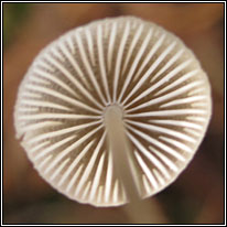 Mycena