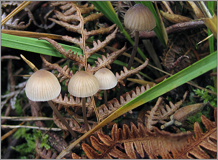 Mycena