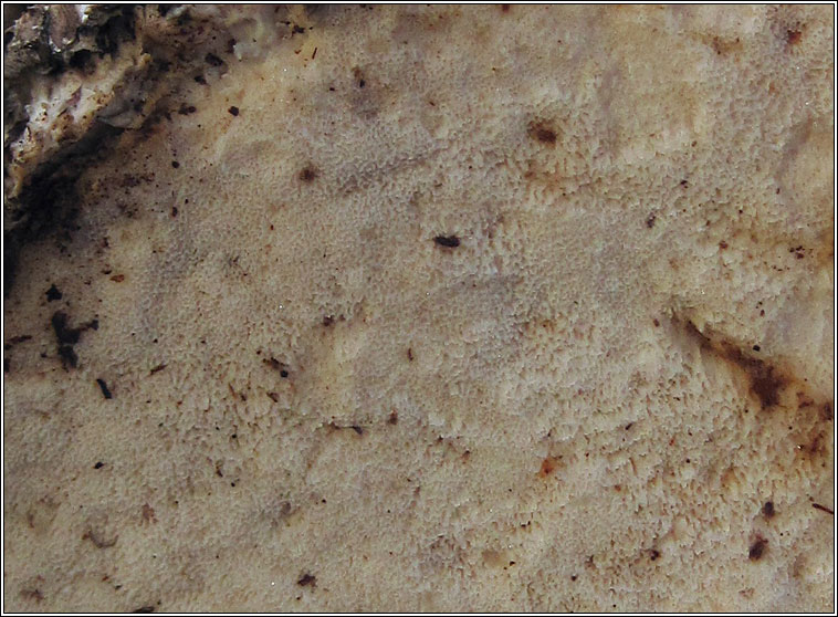 Birch Polypore, Piptoporus betulinus