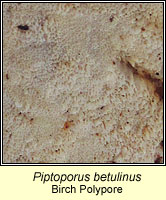 Piptoporus betulinus, Birch Polypore