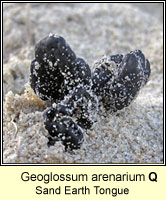 Geoglossum arenarium, Sand Earth Tongue