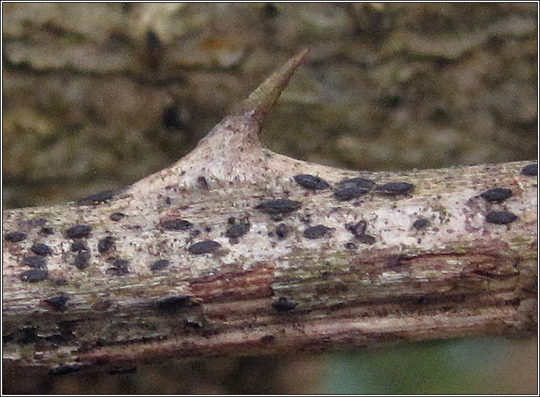 Gloniopsis praelonga