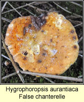 Hygrophoropsis aurantiaca, False chanterelle