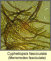 Cyphellopsis fasciculata