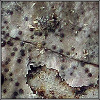 Microthyrium ciliatum