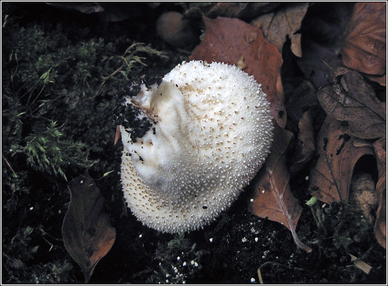Common Puffball, Lycoperdon perlatum