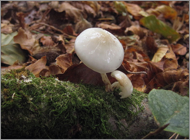 Porcelain Fungus, Oudemansiella mucida