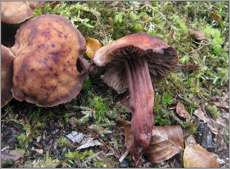 Collybia fusipes, Spindleshank