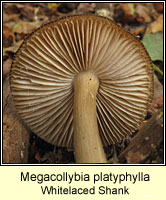 Megacollybia platyphylla, Whitelaced Shank