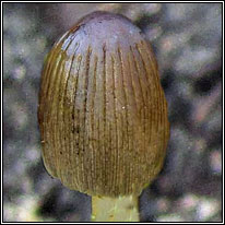Coprinellus angulatus