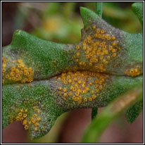 Groundsel Rust, Puccinia lagenophorae