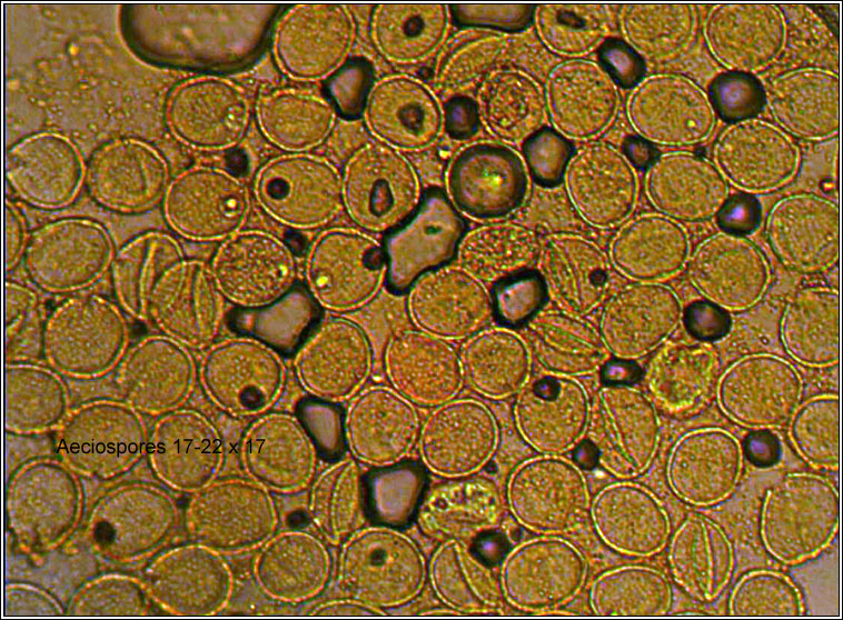 Oxalis rust, Puccinia oxalidis, aeciospores